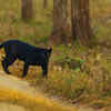 Article image for: From the rare golden tiger to the black panther: National parks in India to <i class="tbold">spot</i> rare big cats