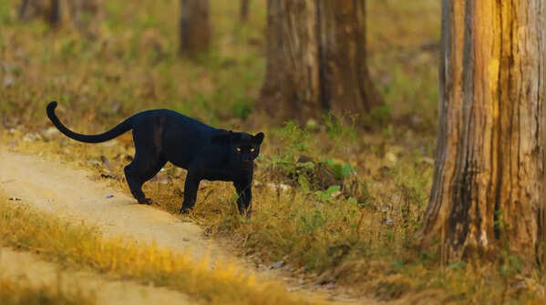 From the rare golden tiger to the black panther: National parks in India to spot rare big cats