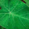 Colocasia leaves