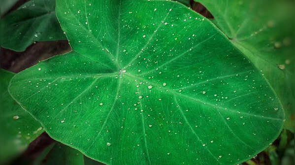 Colocasia leaves