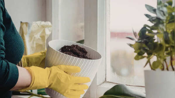 Repot and adjust as plants grow