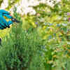 Prune regularly for healthy growth