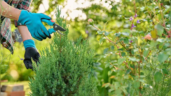 Prune regularly for healthy growth