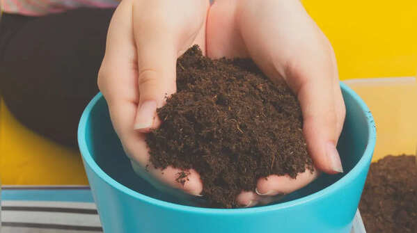 Use a well-draining soil mix