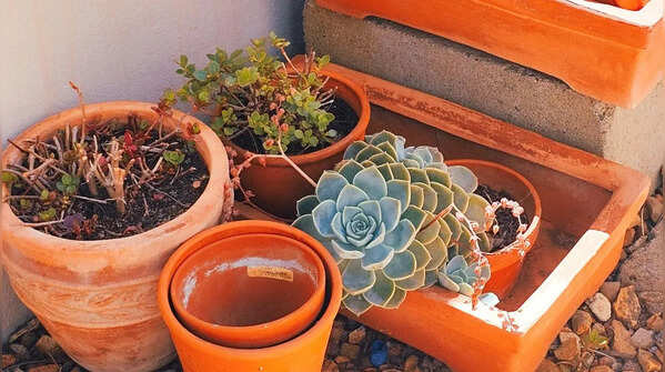 Choose the right pots and containers