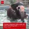 Article image for: Temple Elephant Akila Gets Cooling Bath Amid Heat