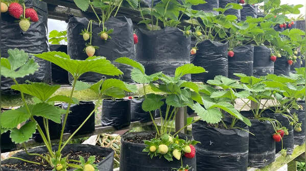 Practice vertical gardening
