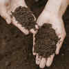 Use quality soil and compost