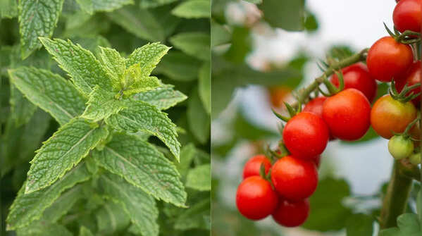 Pick easy-to-grow plants