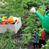 How to start a kitchen garden in limited space