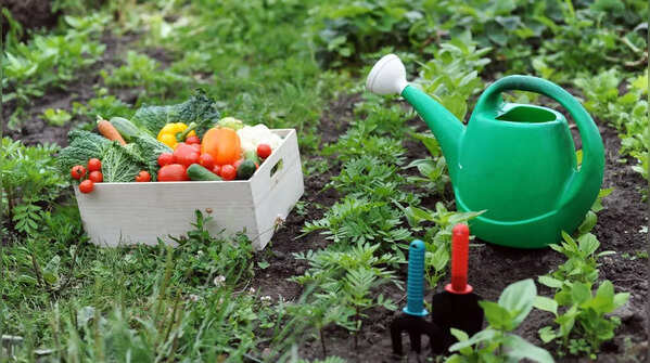 How to start a kitchen garden in limited space