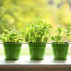 Article image for: 7 indoor herbs you can grow near a sunny window