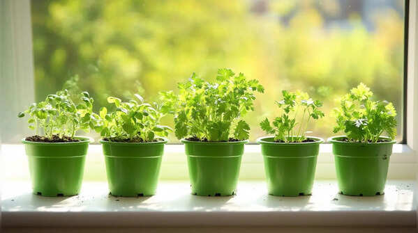7 indoor herbs you can grow near a sunny window