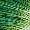 Chives
