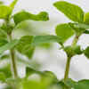 Oregano