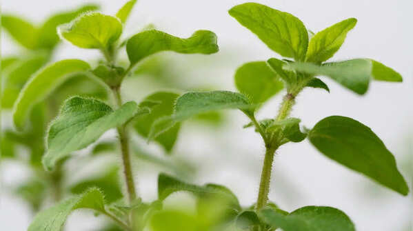 Oregano
