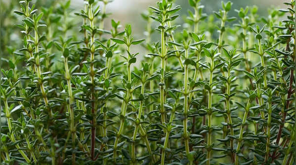Thyme