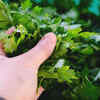 Parsley