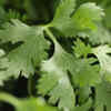 Coriander (Cilantro)