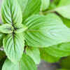 Article image for: <i class="tbold">basil</i>