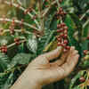 Coffee from Monte Café – Grown in volcanic soil