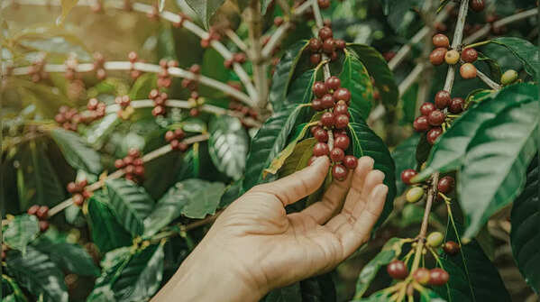 Coffee from Monte Café – Grown in volcanic soil