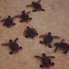 Praia Jalé Where sea turtles nest in the wild
