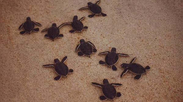 Praia Jalé Where sea turtles nest in the wild