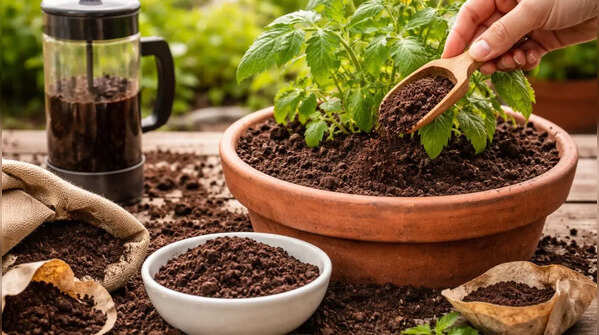 Improve soil with coffee grounds