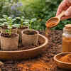 Article image for: Prevent fungal disease with cinnamon powder