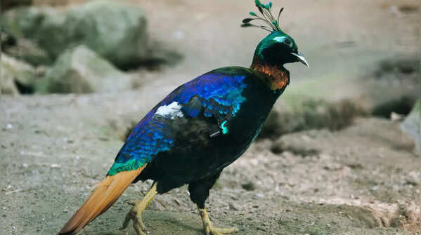 Himalayan Monal - State bird of Uttarakhand