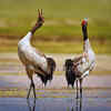 Article image for: Black-necked Crane - State bird of <i class="tbold">ladakh</i>