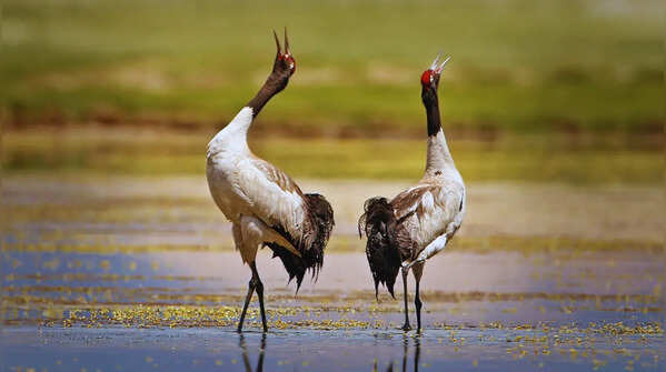 Black-necked Crane - State bird of Ladakh