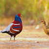 Article image for: Mrs Hume’s Pheasant - State bird of <i class="tbold">mizoram</i> and Manipur