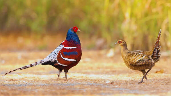 Mrs Hume’s Pheasant - State bird of Mizoram and Manipur