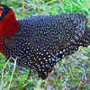 Article image for: Western Tragopan - State bird of Himachal Pradesh