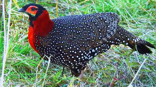 Western Tragopan - State bird of Himachal Pradesh