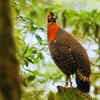 Article image for: Blyth’s Tragopan - State bird of Nagaland