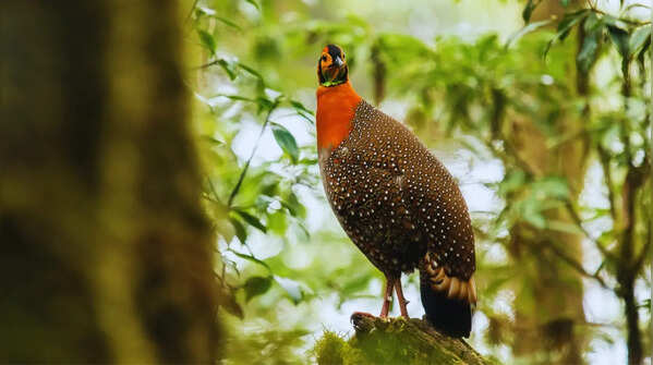 Blyth’s Tragopan - State bird of Nagaland