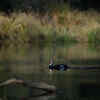 Article image for: White-winged Wood Duck - State bird of <i class="tbold">Assam</i>