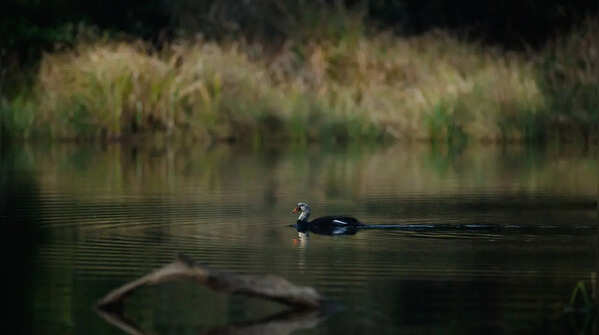 White-winged Wood Duck - State bird of Assam