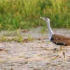Article image for: Great Indian Bustard - State bird of <i class="tbold">Rajasthan</i>