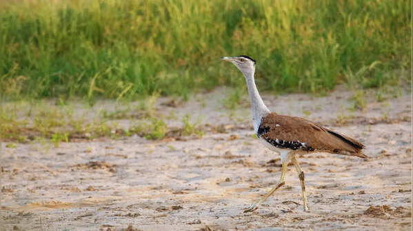Great Indian Bustard - State bird of Rajasthan