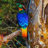 Article image for: India’s rarest state <i class="tbold">birds</i> – places you can still see them