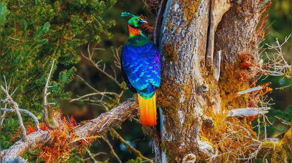 India’s rarest state birds – places you can still see them