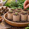 Article image for: Start seeds in toilet paper rolls