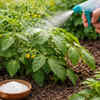 Use Epsom salt spray for greener leaves