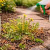Kill weeds with white vinegar spray