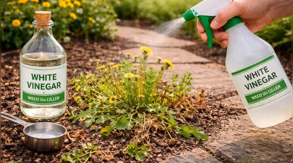 Kill weeds with white vinegar spray