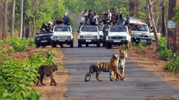 Jim corbett national park – Wildlife adventure